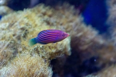 Cá Mó Sáu Dòng – Six Line Wrasse: Cá Cảnh Biển Hiếu Động, Hỗ Trợ Kiểm Soát Ký Sinh Cho Hồ San Hô