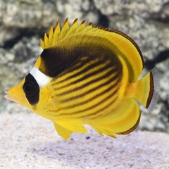 Cá Nàng Đào Vạch Xiên – Raccoon Butterflyfish (Chaetodon lunula)
