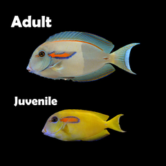 Cá Nẻ Bút – Orangeshoulder Tang | Cá Cảnh Biển Ăn Tảo, Không Ăn San Hô, Thay Màu Theo Tuổi