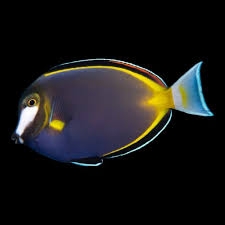 Cá Nẻ Điện – Powder Brown Tang | Cá Cảnh Biển Không Ăn San Hô, Màu Sắc Nổi Bật