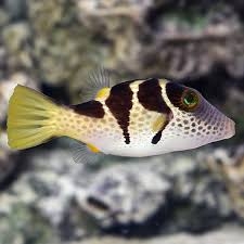 Cá Nóc Chuột – Saddle Valentini Puffer (Canthigaster valentini)