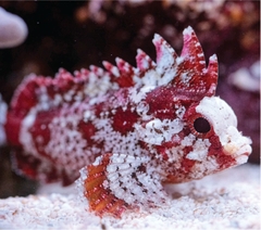 Cá Red Rooster Waspfish - Loài cá cảnh biển độc đáo, ấn tượng