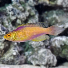 Cá Rhomboid Wrasse - Loài cá cảnh biển quý hiếm, ấn tượng