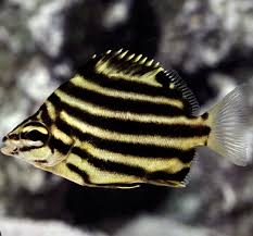 Australian Stripey – Cá kẻ sọc vàng đen nổi bật, ăn Aiptasia, bơi theo đàn, reef-safe, lý tưởng cho bể san hô