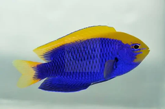 Starcki Damsel – Cá thia cao cấp màu xanh lam vàng rực rỡ, sống khỏe, reef-safe