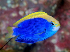 Cá Thia Starcki (Starcki Damsel) - Loài cá cảnh biển năng động, màu sắc rực rỡ