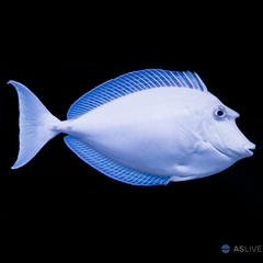 Cá Unicorn Tang – Bluespine Unicorn Tang | Cá Cảnh Biển Lớn, Không Ăn San Hô, Sang Trọng Cho Bể Reef