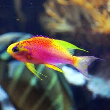 Cá Ventralis Anthias - Loài cá cảnh biển rực rỡ, quý hiếm