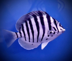 Cá Zebra Tang - Loài cá cảnh biển quý hiếm và đắt đỏ