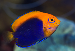 Cá Thiên Thần Lưng Cam – Flameback Angelfish: Vẻ Đẹp Từ Màu Sắc Đặc Trưng
