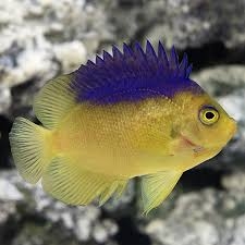 Colin’s Angelfish – Cá thiên thần lùn cực hiếm, màu vàng tím thanh thoát, dành cho bể cá cao cấp