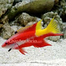 Cuban Hogfish – Cá hogfish đỏ trắng nổi bật, bơi khỏe, cá tính mạnh, lý tưởng cho bể cá chỉ cá (FOWLR)