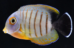 Eibli’s Mimic Tang – Cá tang trưởng thành màu tím khói sang trọng, hiền lành và reef-safe