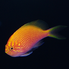 Fathead Sunburst Anthias – Cá Thia Sunburst Rực Rỡ Cho Bể San Hô