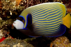 Cá Hoàng Đế – Emperor Angelfish: Sự Hùng Vĩ Trong Thế Giới Cá Biển