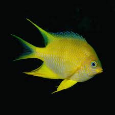 Golden Gregory Damselfish – Cá thia vàng khỏe mạnh, năng động, sống lâu, lý tưởng cho bể cá chỉ cá