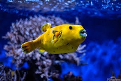 Golden Puffer – Cá nóc vàng hiếm, màu sắc sang trọng, cá cảnh biển độc đáo cho bể lớn