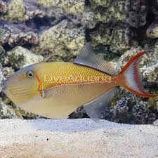 Goldenback Triggerfish – Cá trigger lưng vàng quý hiếm, sang trọng, phù hợp bể lớn cao cấp