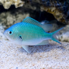 Cá Thia Lá Mạ – Chromis Viridis: Cá Cảnh Biển Hiền Lành, Không Ăn San Hô