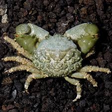 Green Emerald Crab – Cua ngọc lục bảo làm sạch rêu hiệu quả cho bể cá biển