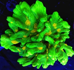 Space Invader Pectinia – San Hô Pectinia LPS Đặc Sắc Cho Bể Cá Biển