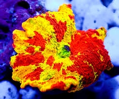 Discosoma Eclectus Jawbreaker – San Hô Discosoma Độc Đáo Cho Bể Cá Biển