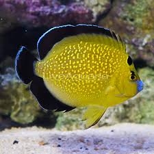 Cá Thiên Thần Goldflake – Goldflake Angelfish (Apolemichthys xanthopunctatus)