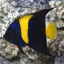 Cá Thiên Thần Arabian – Arabian Angelfish (Pomacanthus asfur)