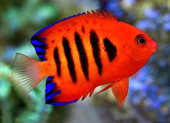 Cá Thiên Thần Lửa – Flame Angelfish: Vẻ Đẹp Nổi Bật Cho Bể Cá Biển