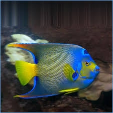 Cá Thiên Thần Townsend – Townsend Angelfish (Pomacanthus × townsendi)
