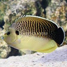 Cá Thiên Thần Tiger – Tiger Angelfish (Apolemichthys kingi)