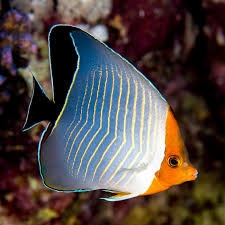 Cá Đào Trùm Đầu – Hooded Butterflyfish (Chaetodon larvatus)