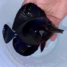 Black Tang (Zebrasoma rostratum) – Longnose Surgeonfish | Cá Cảnh Biển Độc Đáo
