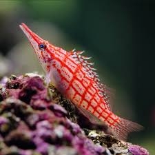Longnose Hawkfish (Cá Diều Hâu Mỏ Dài) – Cá Cảnh Biển Độc Đáo Cho Bể Cá