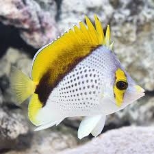 Cá Đào Dốc Đầu – Declivis Butterflyfish (Chaetodon declivis)