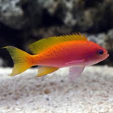 Bimaculatus Anthias - Cá Cảnh Biển Sặc Sỡ, Phù Hợp Bể San Hô