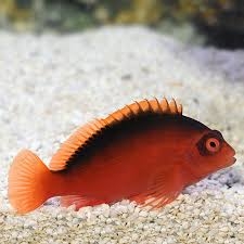 Flame Hawkfish (Cá Mặt Ngáo) - Cá Cảnh Biển Màu Sắc Rực Rỡ