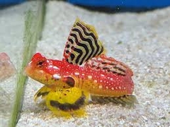 Cá Trạng Nguyên Đỏ Ruby – Ruby Red Dragonet Với Màu Sắc Rực Rỡ Cho Bể San Hô