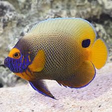 Cá Thiên Thần Mặt Xanh – Blueface Angelfish: Màu Sắc Rực Rỡ Và Độc Đáo Cho Bể Cá