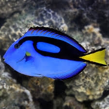 Nẻ Xanh - Blue Tang | Cá Cảnh Biển Đẹp, Giá Tốt