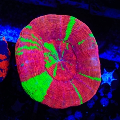 Bleeding Apple Scolymia – San Hô Scolymia LPS Đẹp Mắt Cho Bể Cá Biển