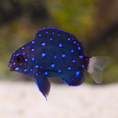 Jewel Damselfish – Cá thia xanh lam ánh kim với chấm sáng như đá quý