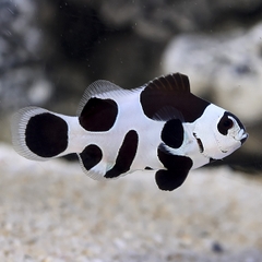 Cá Hề Black Storm (Black Storm Clownfish) - Lựa Chọn Độc Đáo Cho Bể San Hô