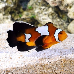 Cá Hề Longfin Black Ice (Longfin Black Ice Clownfish) - Cá Cảnh Biển Độc Đáo Với Vây Dài
