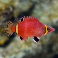 Cá Wrasse Banded Vàng - cá biển cho bể cá san hô