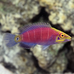 Cá Mó Mystery - Wrasse Mystery – Cá biển an toàn cho bể san hô