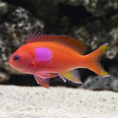Squareback Anthias – Cá Thia Squareback Độc Đáo Cho Bể Biển