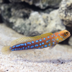 Cá Bống Chấm Xanh (Blue Dot Jawfish) - Loài Cá Cảnh Biển Độc Đáo