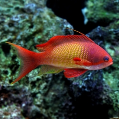 Indian Ocean Lyretail Anthias – Cá Thia Lyretail Rực Rỡ Cho Bể Biển