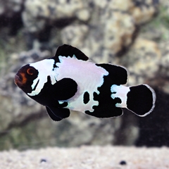 Cá Hề Premium Black Snowflake (Premium Black Snowflake Clownfish) - Cá Cảnh Biển Độc Đáo